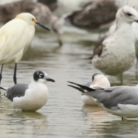 Mewa preriowa - Franklin's Gull