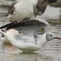 Mewa szarogłowa, Chroicocephalus cirrocephalus, Grey-hooded Gull