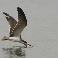 Brzytwodziób amerykański - Black Skimmer