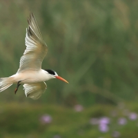 Rybitwa kalifornijska, Thalasseus elegans, Elegant Tern