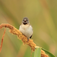 Ziarnojadek rudobrody, Sporophila telasco, Chestnut-throated Seedeater