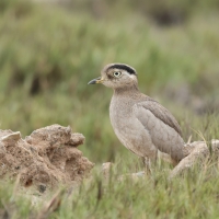 Kulon peruwianski, Hesperoburhinus superciliaris, Peruvian thick-knee