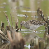 Biegus arktyczny, Calidris melanotos, Pectoral Sandpiper