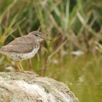 Brodziec plamisty - Actitis macularius - Spotted Sandpiper
