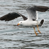 Mewa pręgosterna - Band-tailed Gull