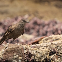 Trzęsiogon Taczanowskiego, Cinclodes taczanowskii, Surf Cinclodes