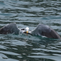 Mewa pręgosterna - Band-tailed Gull