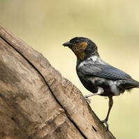 Tangarka siwogrzbieta, Stilpnia viridicollis, Silver-backed Tanager
