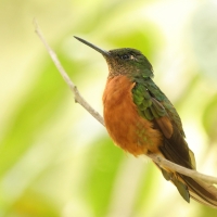 Amorek ognisty - Chestnut-breasted Coronet