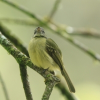 Oliwiak jasnogardły - Yellow-olive Flycatcher
