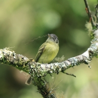 Oliwiak jasnogardły - Yellow-olive Flycatcher