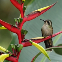 Płowik - Speckled Hummingbird