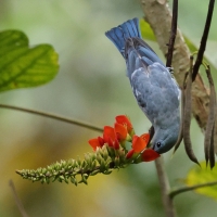 Tangarka niebieska, Thraupis episcopus, Blue-grey Tanager