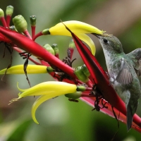 Szafirek zielonosterny, Elliotomyia viridicauda, Green-and-white Hummingbird