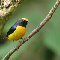 Organka złotoczelna, Euphonia xanthogaster, Orange-bellied Euphonia