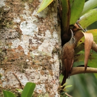 Drzewiarz górski - Montane Woodcreeper