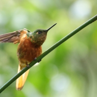 Amorek ognisty - Chestnut-breasted Coronet