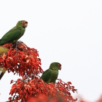 Szmaragdolotka maskowa - Mitred Parakeet
