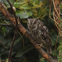 Syczoń andyjski, Megascops koepckeae, Koepcke's Screech Owl