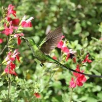 Paziak zielonosterny - Green-tailed Trainbearer