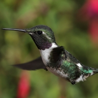 Brzęczek białobrzuchy - White-bellied Woodstar
