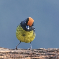 Zaroślak czarnobrody - Black-faced Brush-Finch