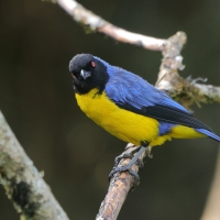 Andotanager kapturowy, Buthraupis montana, Hooded Mountain-Tanager