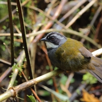 Strojnogłowik szaropręgi, Arremon assimilis, Gray-stripped Brush-Finch