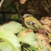 Tyranówka nadobna - Handsome Flycatcher