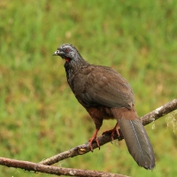 Penelopa andyjska, Penelope montagnii, Andean Guan