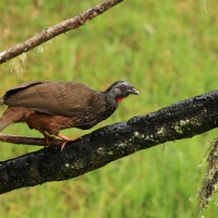 Penelopa andyjska - Andean Guan