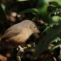 Strzyżyk południowy, Troglodytes musculus, Tropical Wren