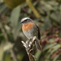 Kląszczyk rudopierśny, Ochthoeca rufipectoralis, Rufous-breasted Chat-Tyrant