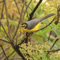 Pleszówka okularowa, Myioborus melanocephalus, Spectacled Redstart