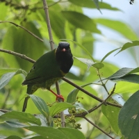 Owocojad pręgosterny, Pipreola intermedia, Band-tailed Fruiteater