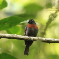 Kląszczyk ciemnogrzbiety - Slaty-backed Chat-Tyrant
