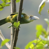 Pieprzojad andyjski - Blue-banded Toucanet