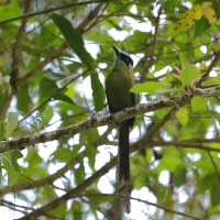 Piłodziób wyżynny, Momotus aequatorialis, Equatorial Motmot