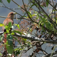 Rudzianka wielka, Piaya cayana, Squirrel Cuckoo