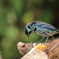 Tangarka berylowa, Tangara nigroviridis, Beryl-spangled Tanager