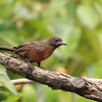 Tapiranga ciemna - Silver-beaked Tanager