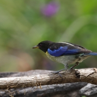 Złotoszyjnik, Iridophanes pulcherrimus, Golden-collared Honeycreeper