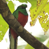 Kwezal czubaty - Crested Quetzal