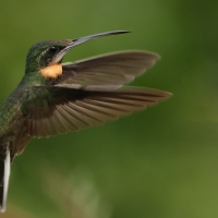 Pustelnik jasnosterny - Pale-tailed Barbthroat