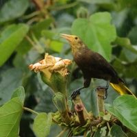 Kacykowiec rdzawy, Psarocolius angustifrons, Russet-backed Oropendola