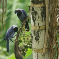 Modrowronka hiacyntowa - Violaceous Jay