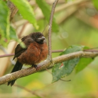 Żałobnik czarny - White-lined Tanager