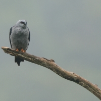 Kanialuk szary, Ictinia plumbea, Plumbeous Kite