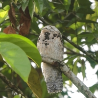 Nocolot szary - Common Potoo
