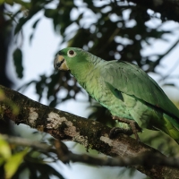 Amazonka skromna, Amazona farinosa, Mealy Amazon